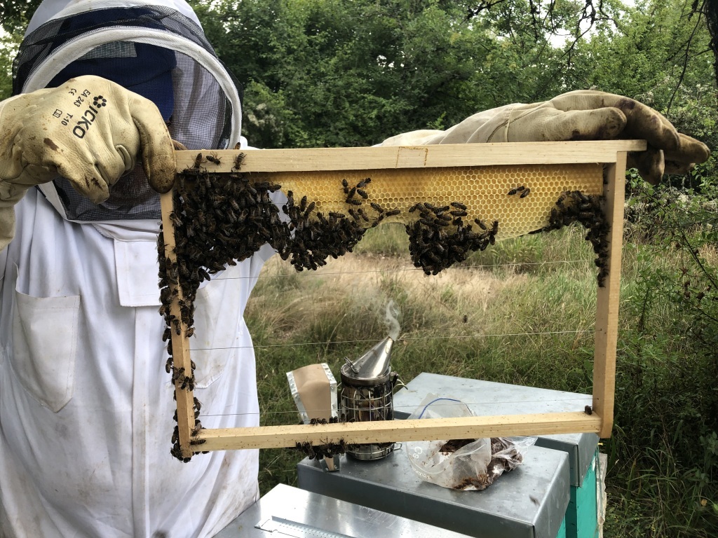 Paquet abeilles acceptation
