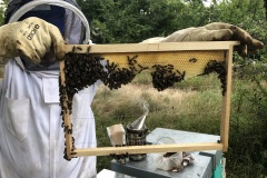 Paquet abeilles acceptation