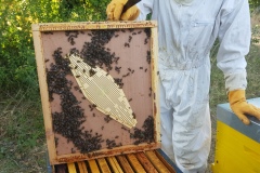 Chasse-abeilles