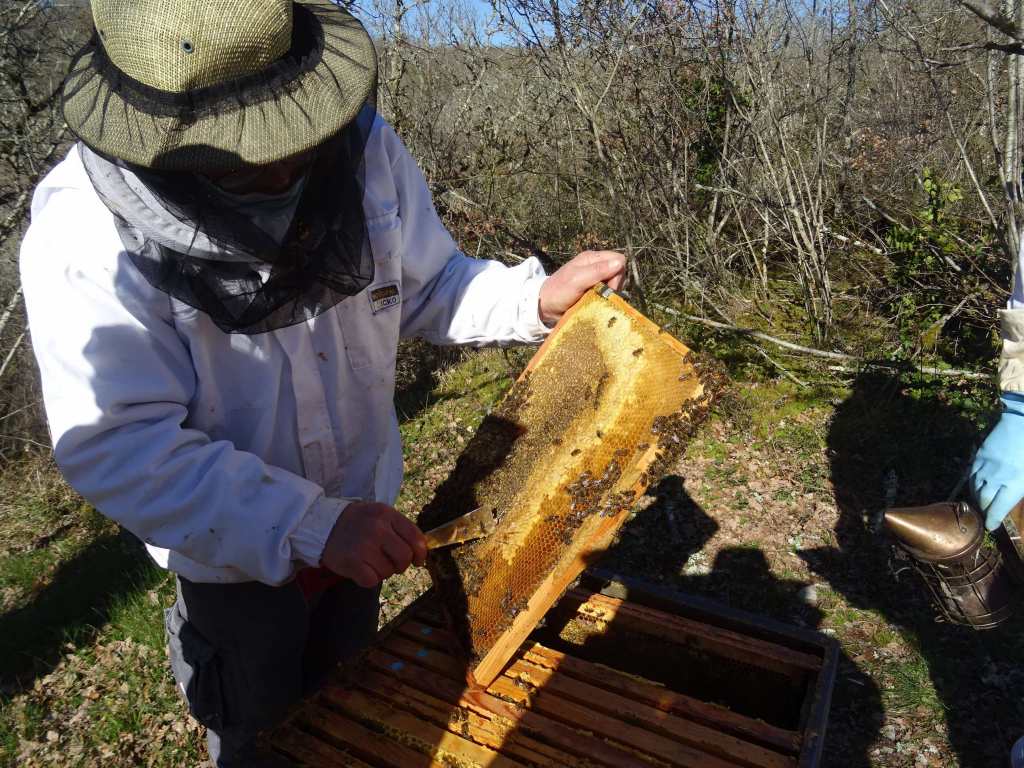 Cadre de miel en sortie d'hivernage
