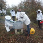 traitement hivernal acide oxalique