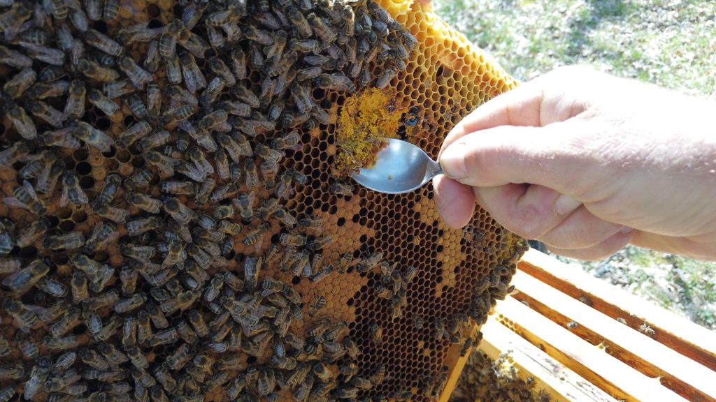 Pain d'abeilles