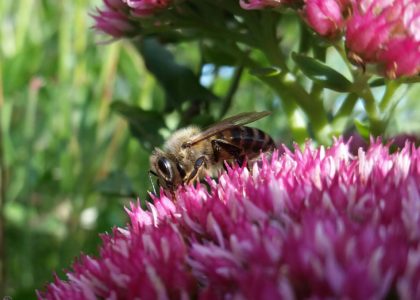Jeune abeille sur Sédum remarquable