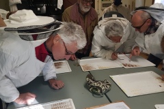 comptage varroa