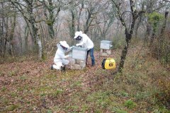 Sublimox-varroa-10