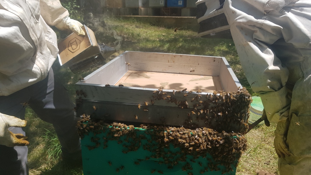 paquet abeilles