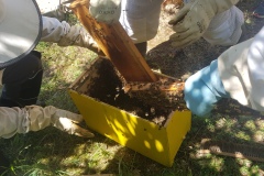 prélèvement abeilles