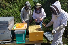 Paquet d'abeilles