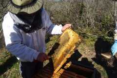 Cadre de miel en sortie d'hivernage
