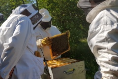 séance au rucher 300422