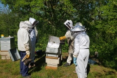 séance au rucher 300422