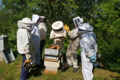 séance au rucher 300422