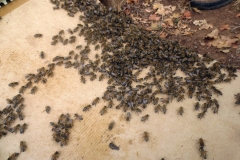 web-transfert-des-nucleis-en-ruche