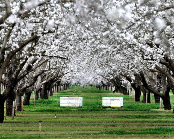 Pollinisation des amandiers en Californie