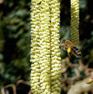 Abeille butinant des fleurs de noisetiers