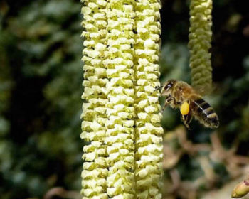 Abeille butinant des fleurs de noisetiers