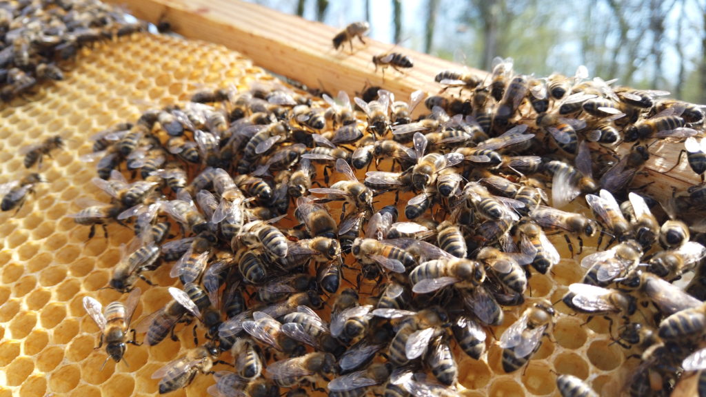 Abeilles sur un cadre pondu