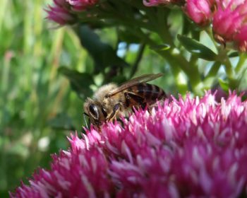 Jeune abeille sur Sédum remarquable