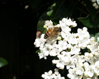 Rucher Ecole Rocamadour Abeille Laurier-tin